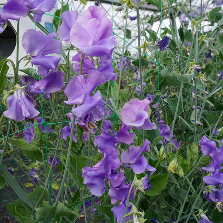Sweet Pea Seeds 'Noel Sutton'