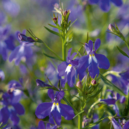 Lobelia Seeds 'Masterpiece Blue'