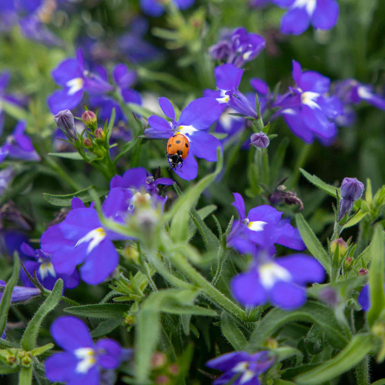 Lobelia Seeds 'Masterpiece Blue'