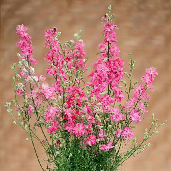 Delphinium Seeds 'King Scarlet English Rose'