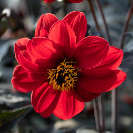 Dahlia Pinnata Seeds 'Black Forest Ruby'