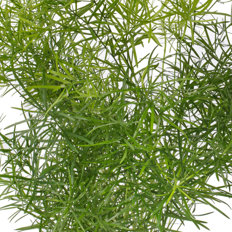 Asparagus Fern Seeds