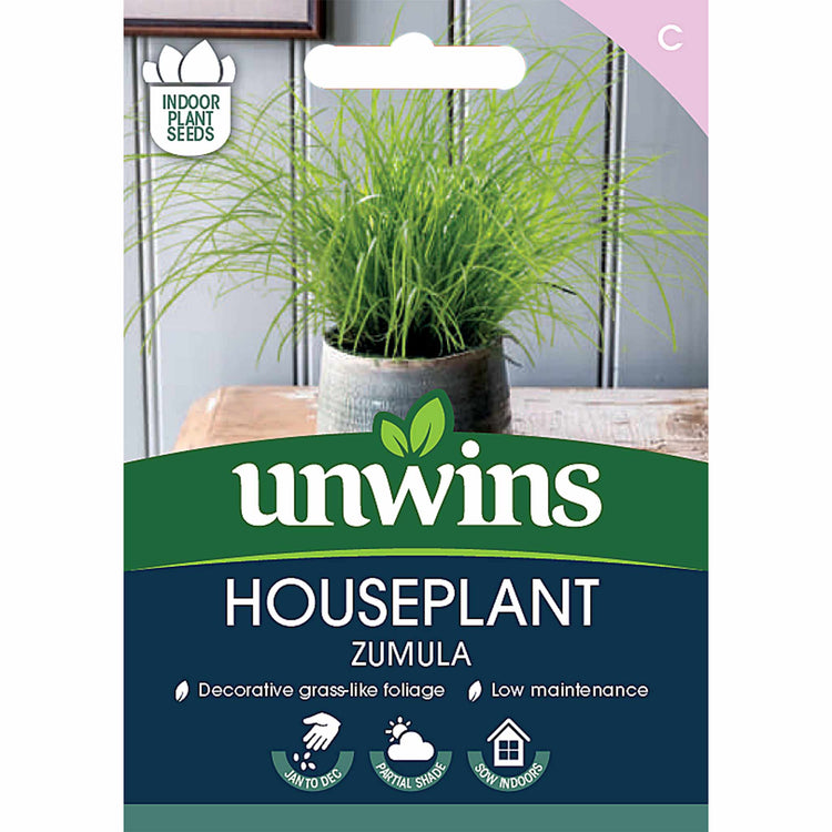 Cyperus (Cat Grass) Seeds 'Zumula'
