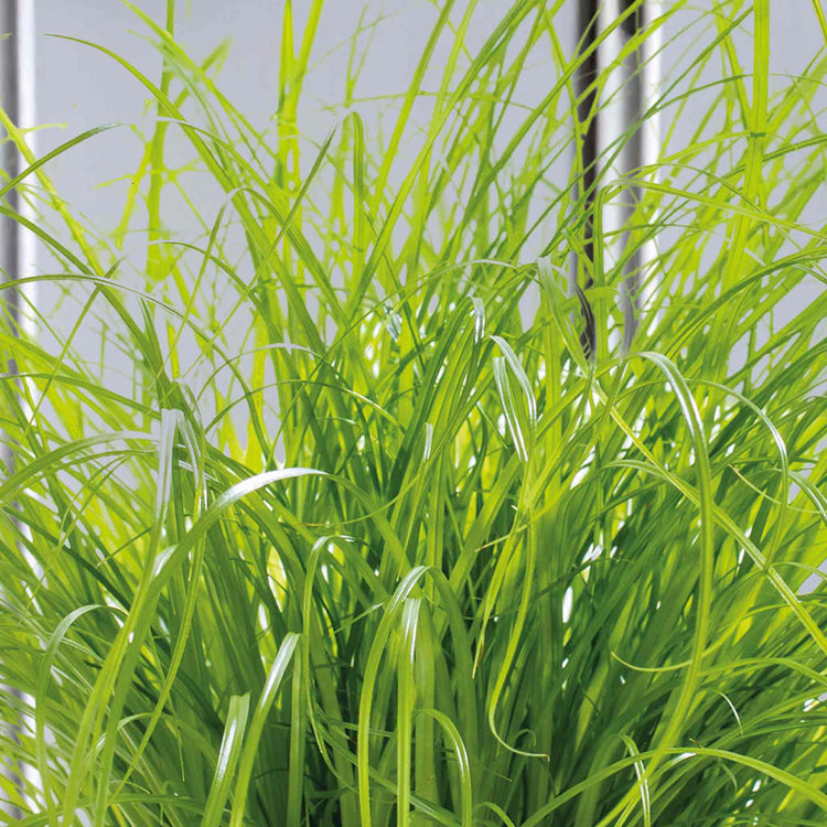 Cyperus (Cat Grass) Seeds 'Zumula'