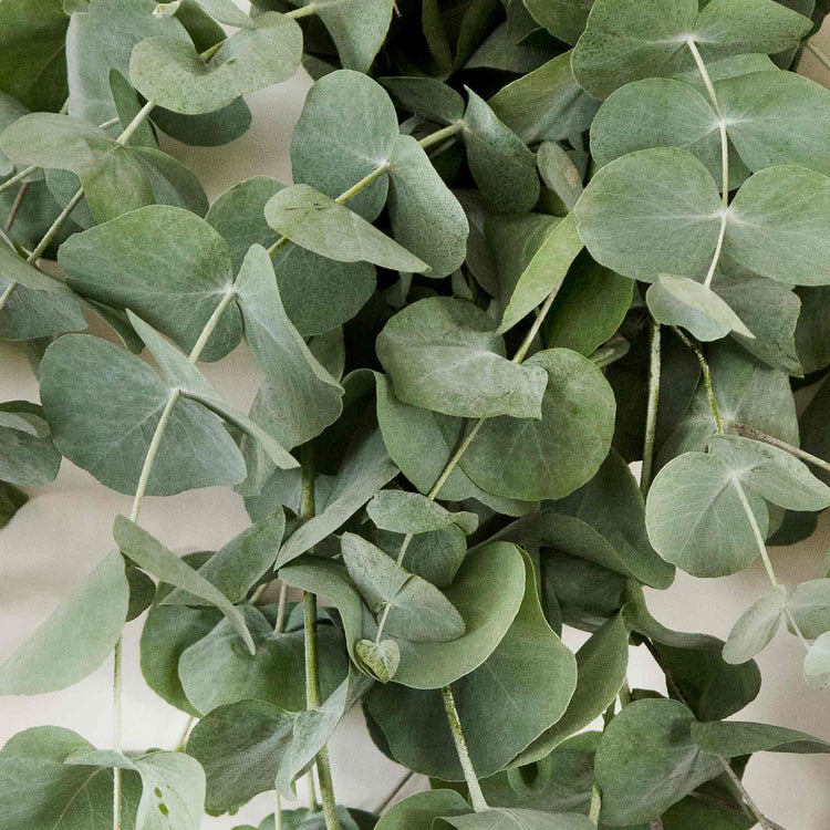 Houseplant Eucalyptus Seeds 'Baby Blue'