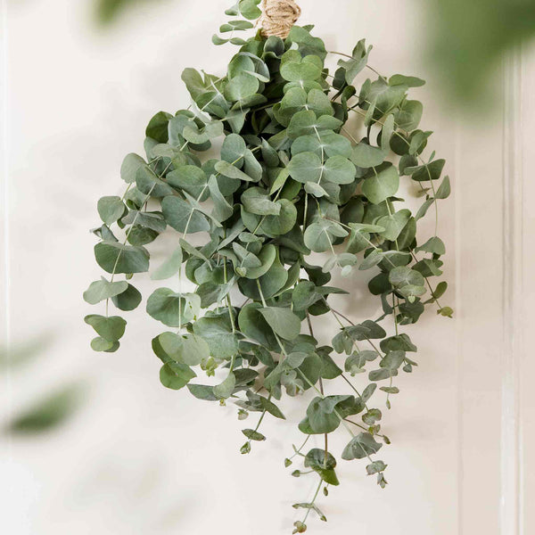 Houseplant Eucalyptus Seeds 'Baby Blue'