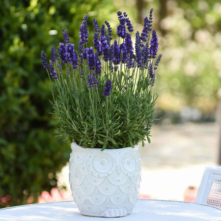 Lavender Seeds 'Blue Spear'