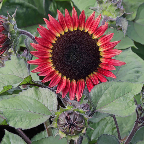 Sunflower Seeds 'Desire Red'