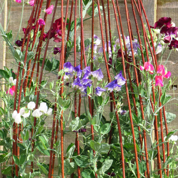 Sweet Pea Seeds 'Solway Mix'