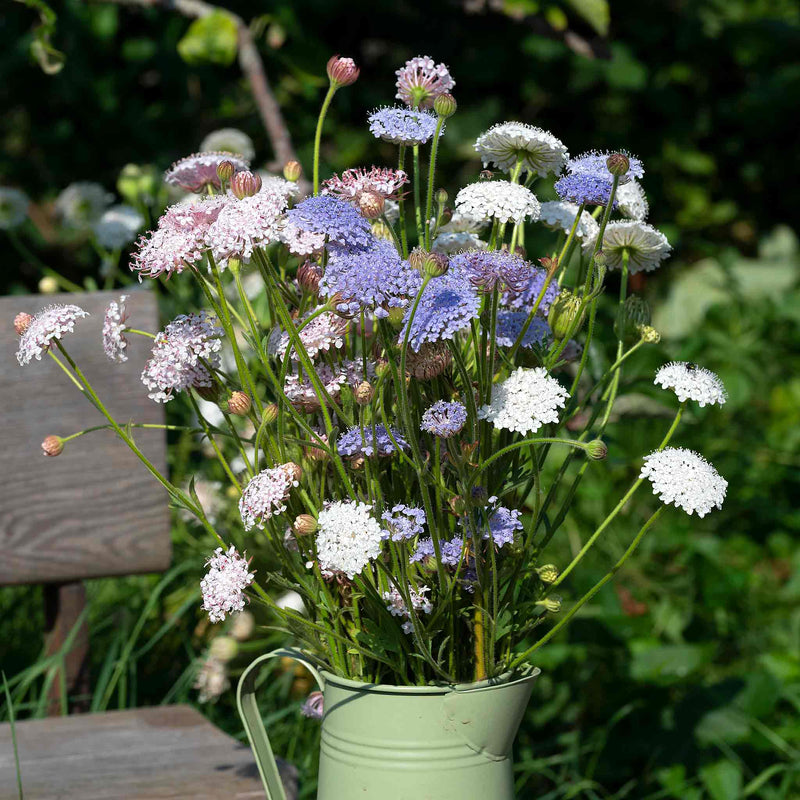 Blue Lace Flower Seeds 'Lace Heavenly Umbels'
