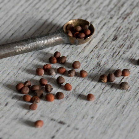 Broccoli Seeds 'Claret' F1