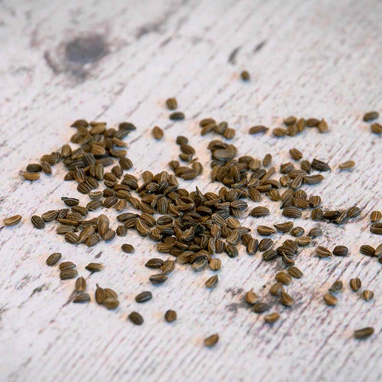 Carrot Seeds 'Resistafly' F1