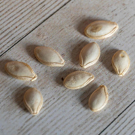 Courgette Seeds 'Sure Thing' F1