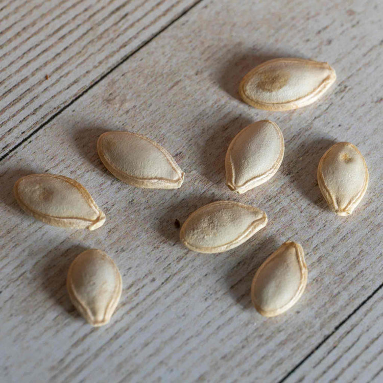 Courgette Seeds 'Sure Thing' F1