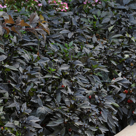 Chilli Pepper Seeds 'Black Pearl' F1