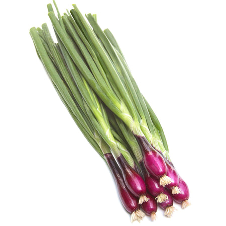 Spring Onion Seeds 'Apache'
