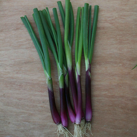 Spring Onion Seeds 'Apache'