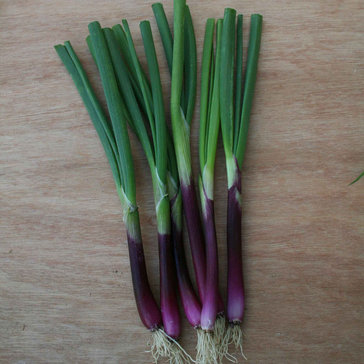 Spring Onion Seeds 'Apache'