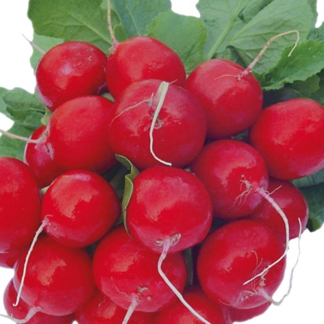 Radish Seeds 'Celesta' F1