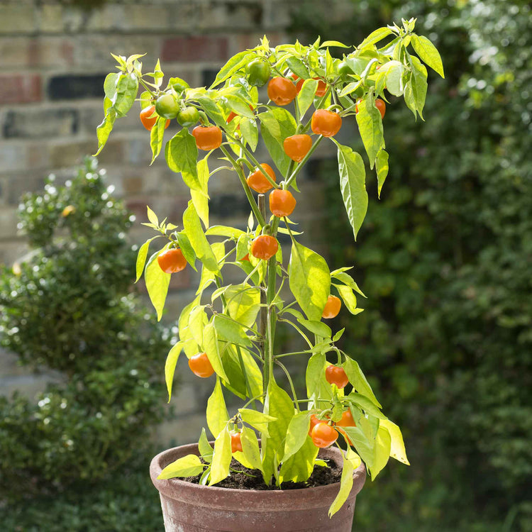 Pepper Seeds 'Sweet Sweetonia Mix'