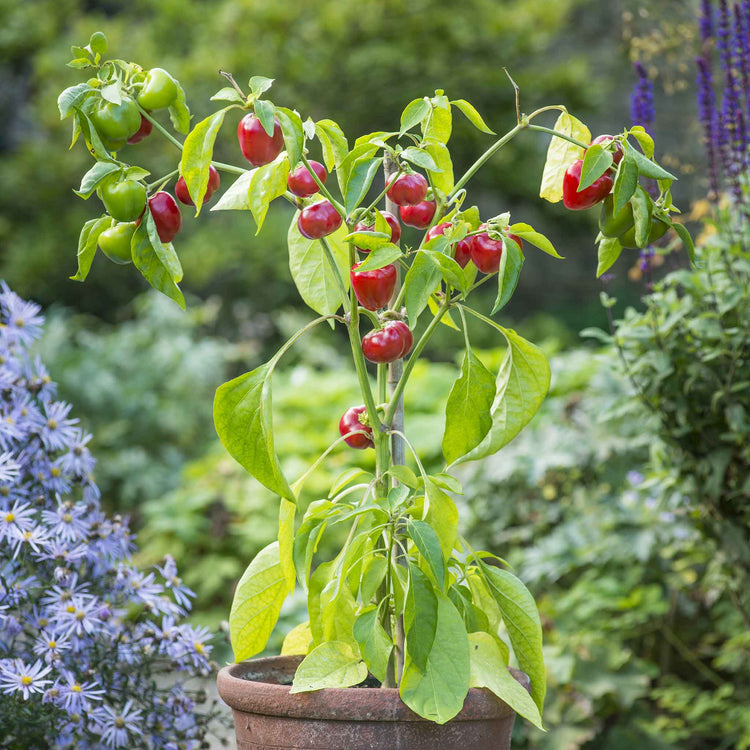 Pepper Seeds 'Sweet Sweetonia Mix'