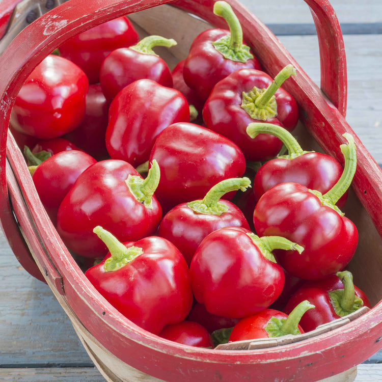 Pepper Seeds 'Sweet Sweetonia Mix'