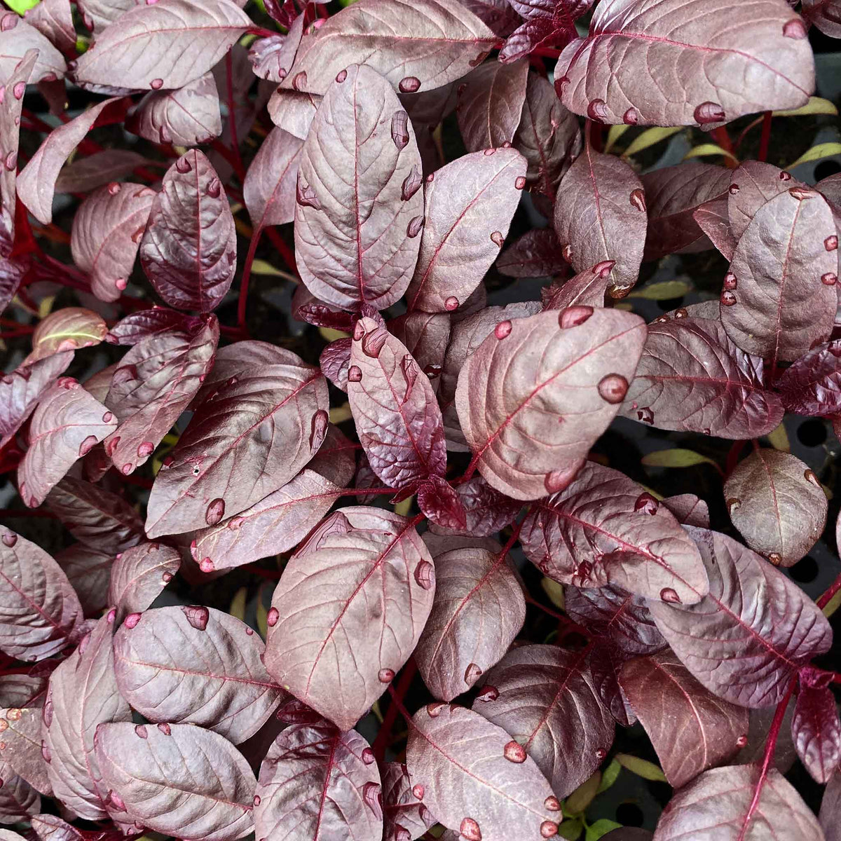 Microgreens Amaranth 'Red Aztec' growing with dense burgundy-purple leaves, red stems and water droplets on the foliage.