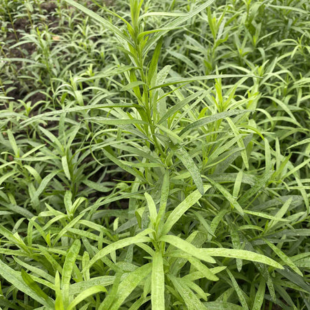 Herb Seeds 'All Year Round Herb Collection'