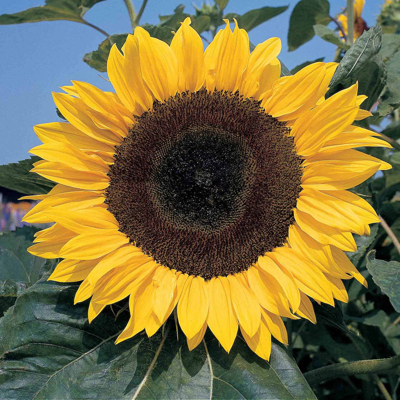 Sunflower Seeds 'Sunshine Giant'