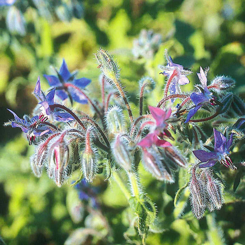 Borage Seeds 'Blue Organic'