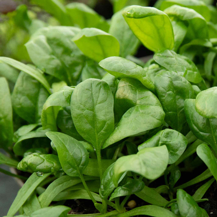 Spinach Seeds 'America'