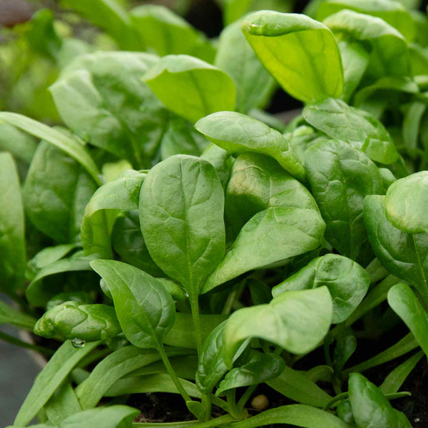 Spinach Seeds 'America'