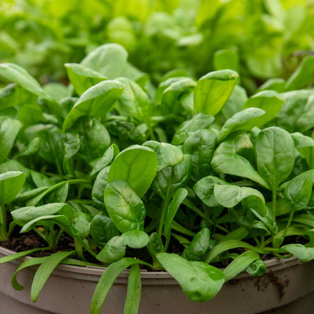 Spinach Seeds 'America'