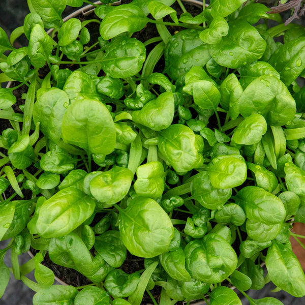 Spinach Seeds Organic 'America'