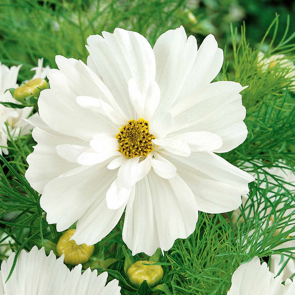 Cosmos Seeds 'Cosmonaut'