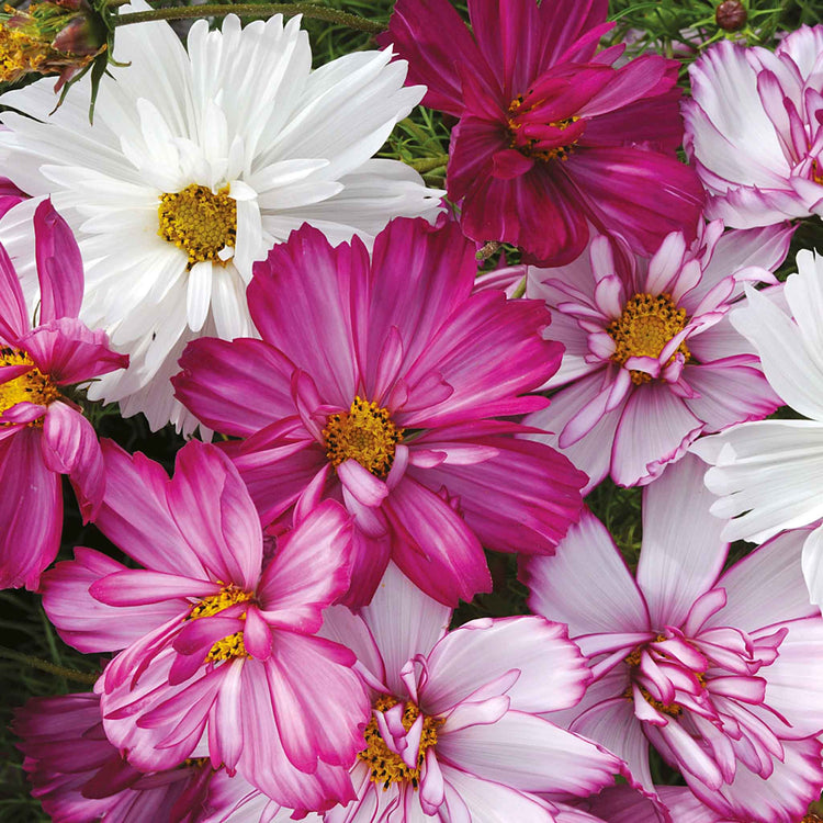Cosmos Seeds 'Razzmatazz'