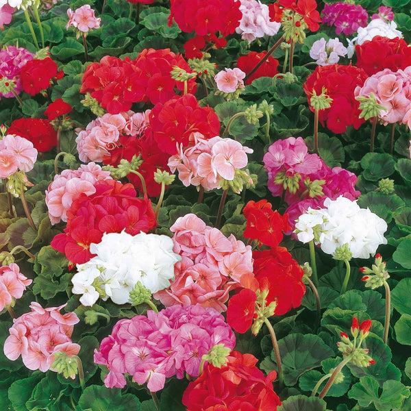 Geranium Seeds 'Sprite F2'