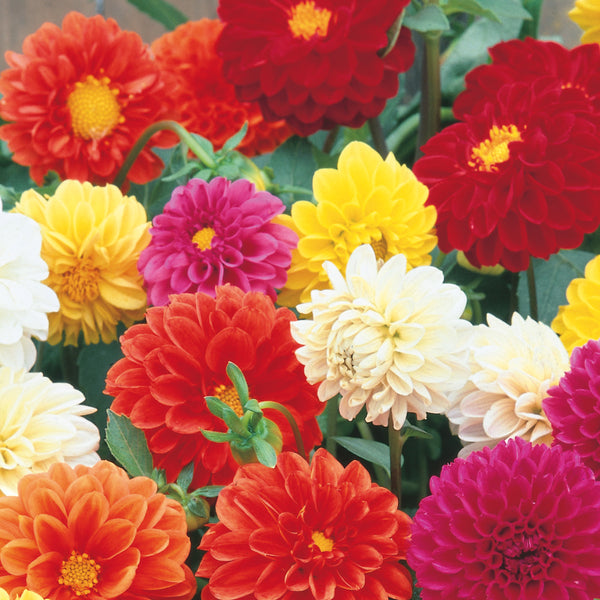 Dahlia Seeds 'Pompom Mix'