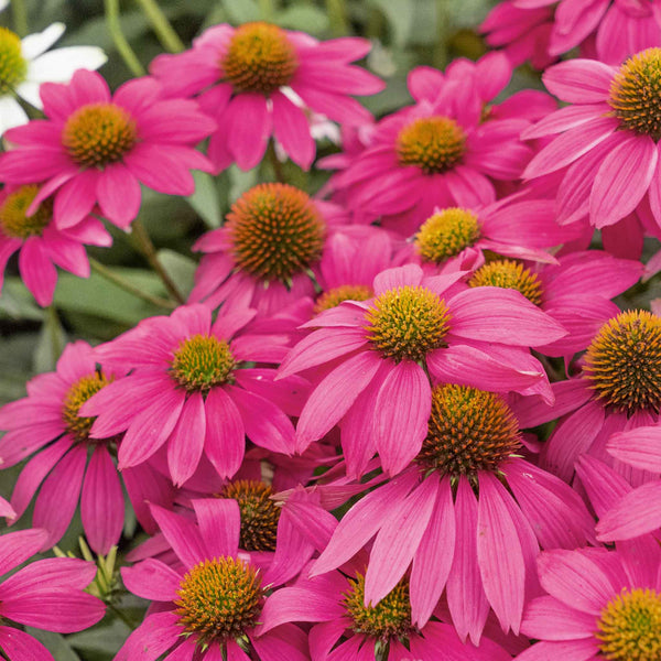 Echinacea Seeds 'Pow Wow Wild Berry'