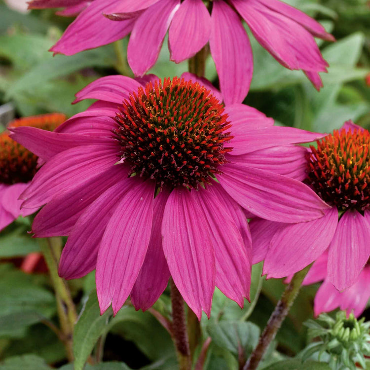 Echinacea Seeds 'Pow Wow Wild Berry'