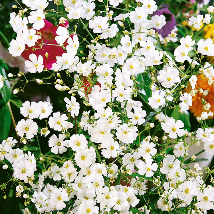 Gypsophila Seeds 'Covent Garden'