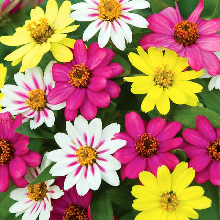 Zinnia Seeds 'Raspberry Lemonade'