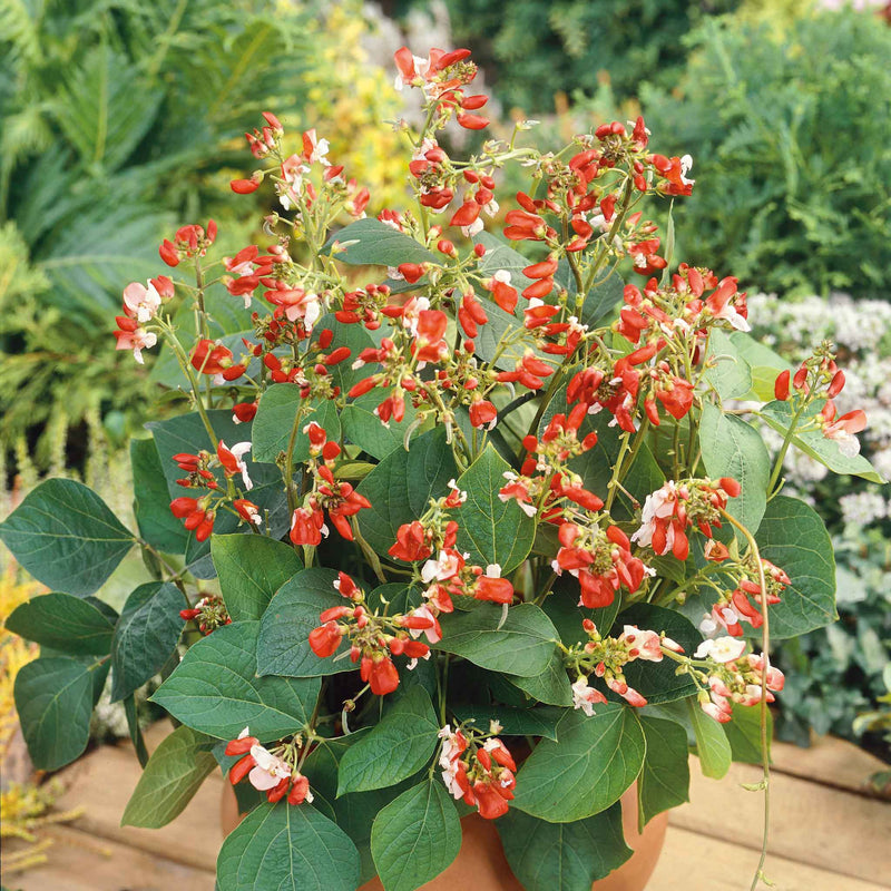 Runner Bean Dwarf  Seeds 'Hestia'