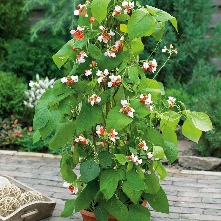 Runner Bean Dwarf  Seeds 'Hestia'