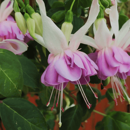 Fuchsia 'Quasar'