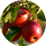 Fruit Trees