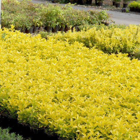 Euonymus Japonicus 'El Dorado'