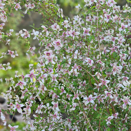 Philadelphus 'Petite Perfume Pink'