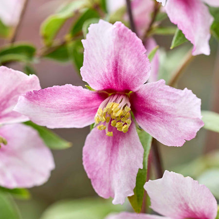Philadelphus 'Petite Perfume Pink'