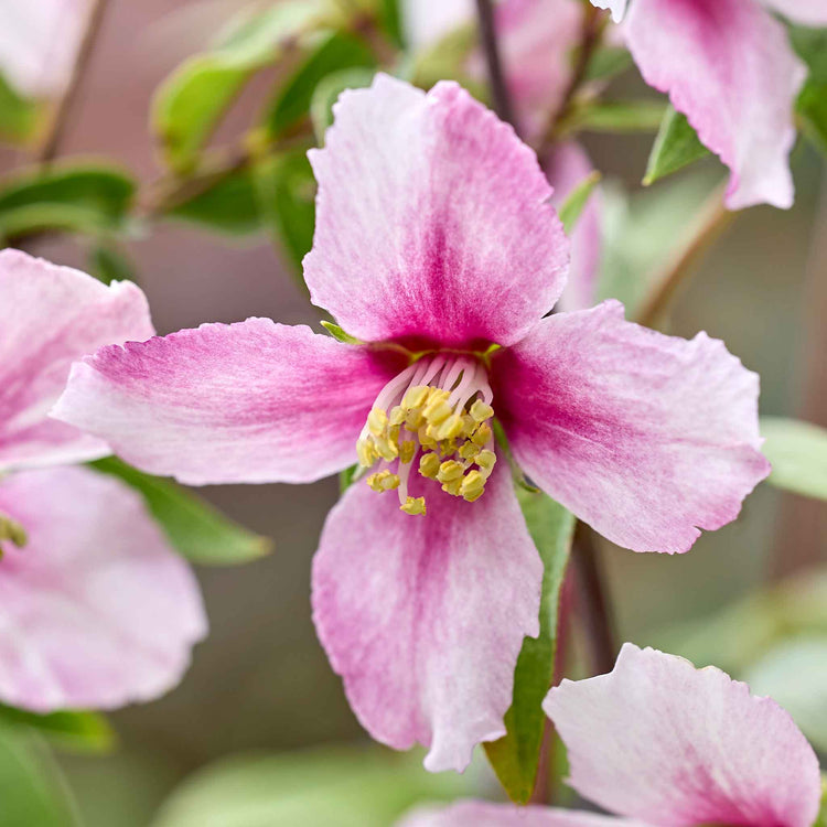 Philadelphus 'Petite Perfume Pink'